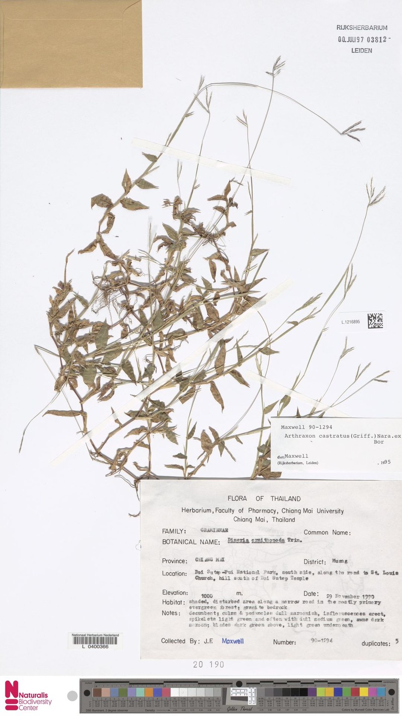 Castrate Carpetgrass photo 7