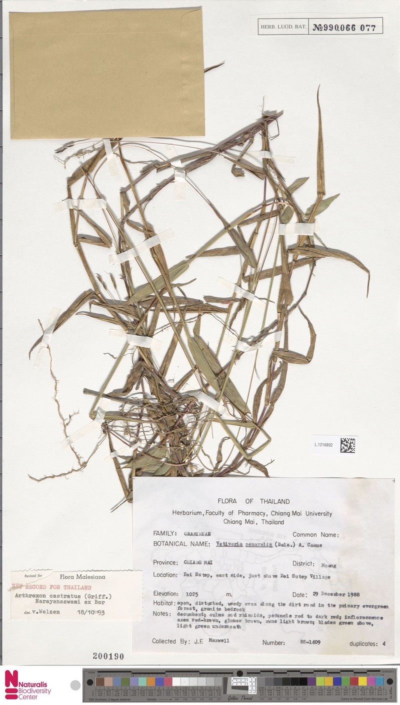 Castrate Carpetgrass photo 8