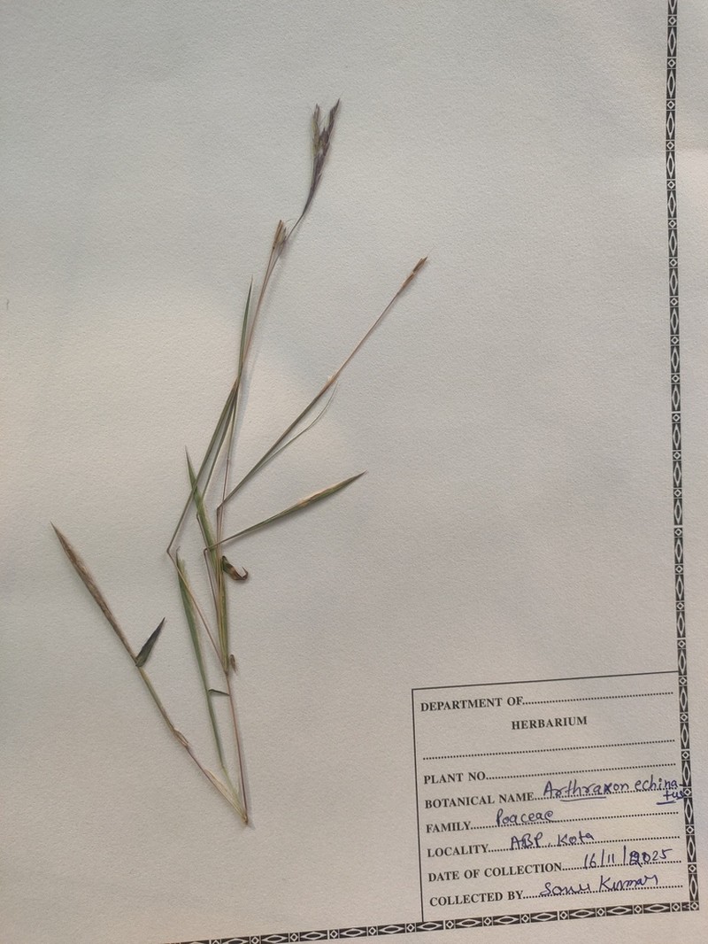 Arthraxon echinatus