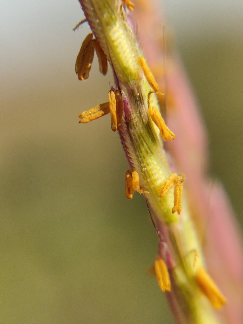 Arthraxon echinatus photo 4