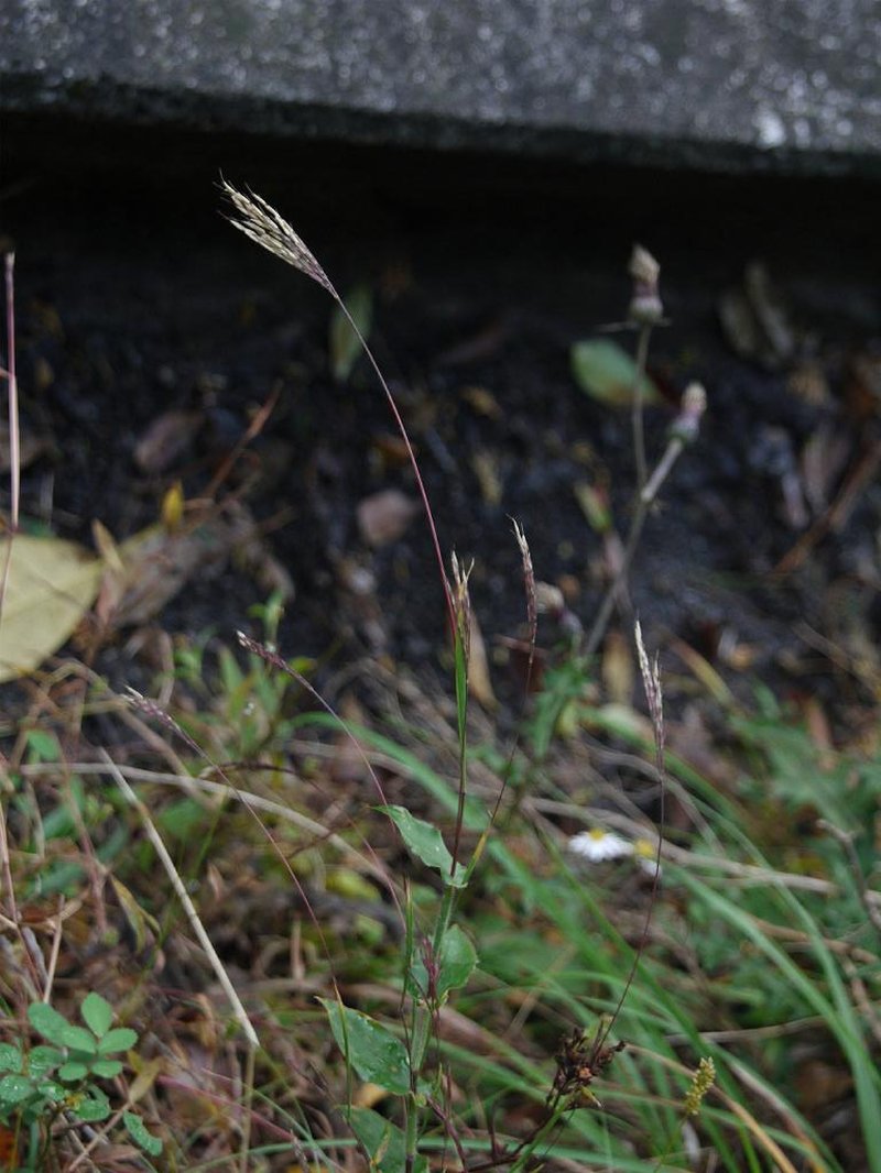 Small Carpetgrass