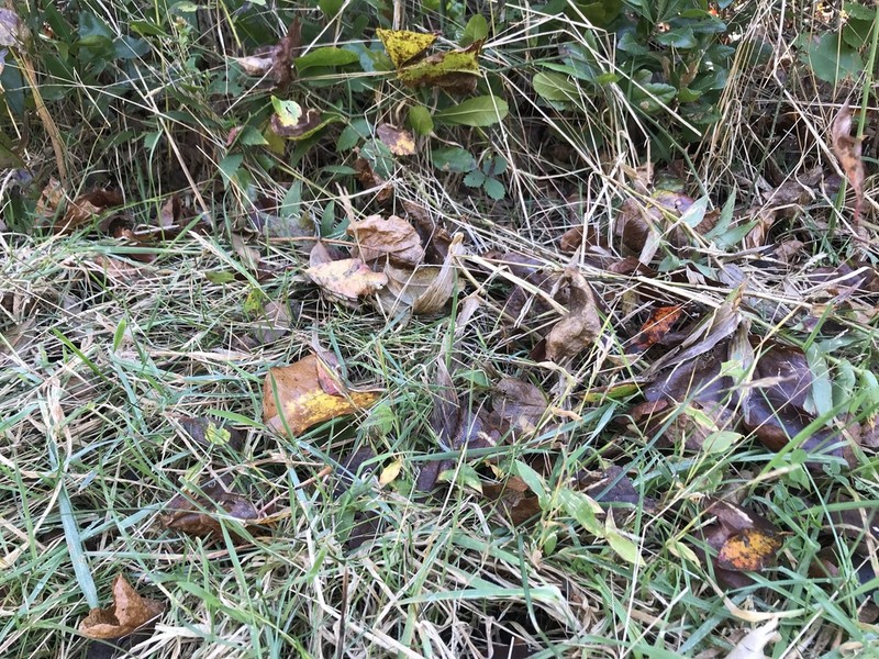 Small Carpetgrass photo 2