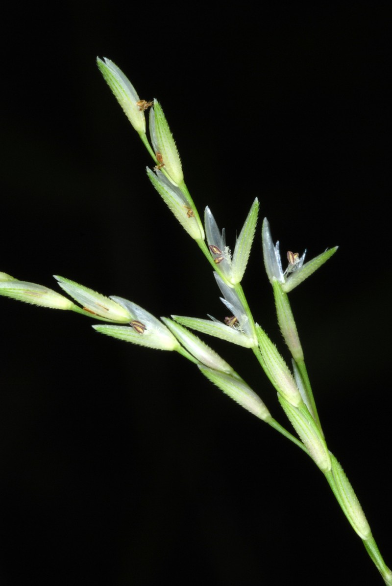 Small Carpetgrass photo 3