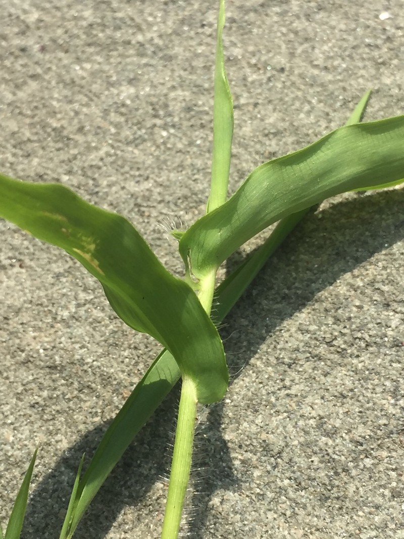 Small Carpetgrass photo 4