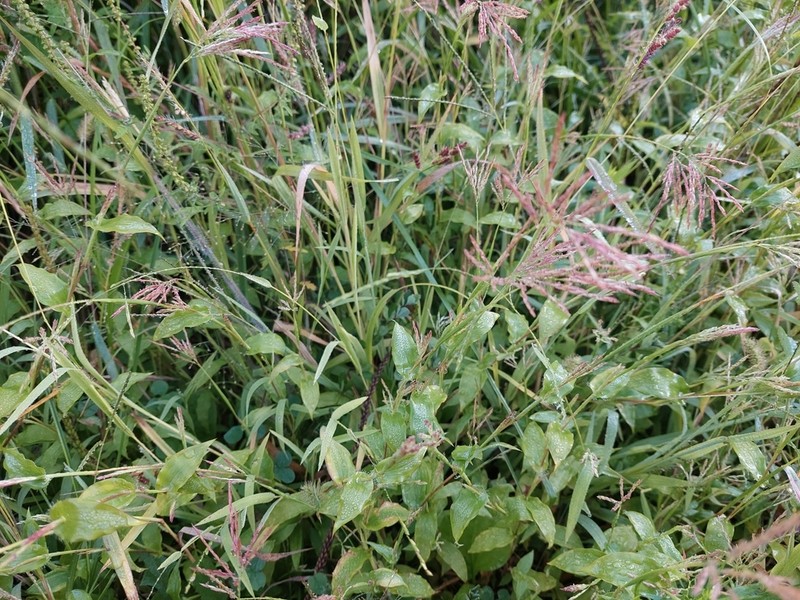 Small Carpetgrass photo 6