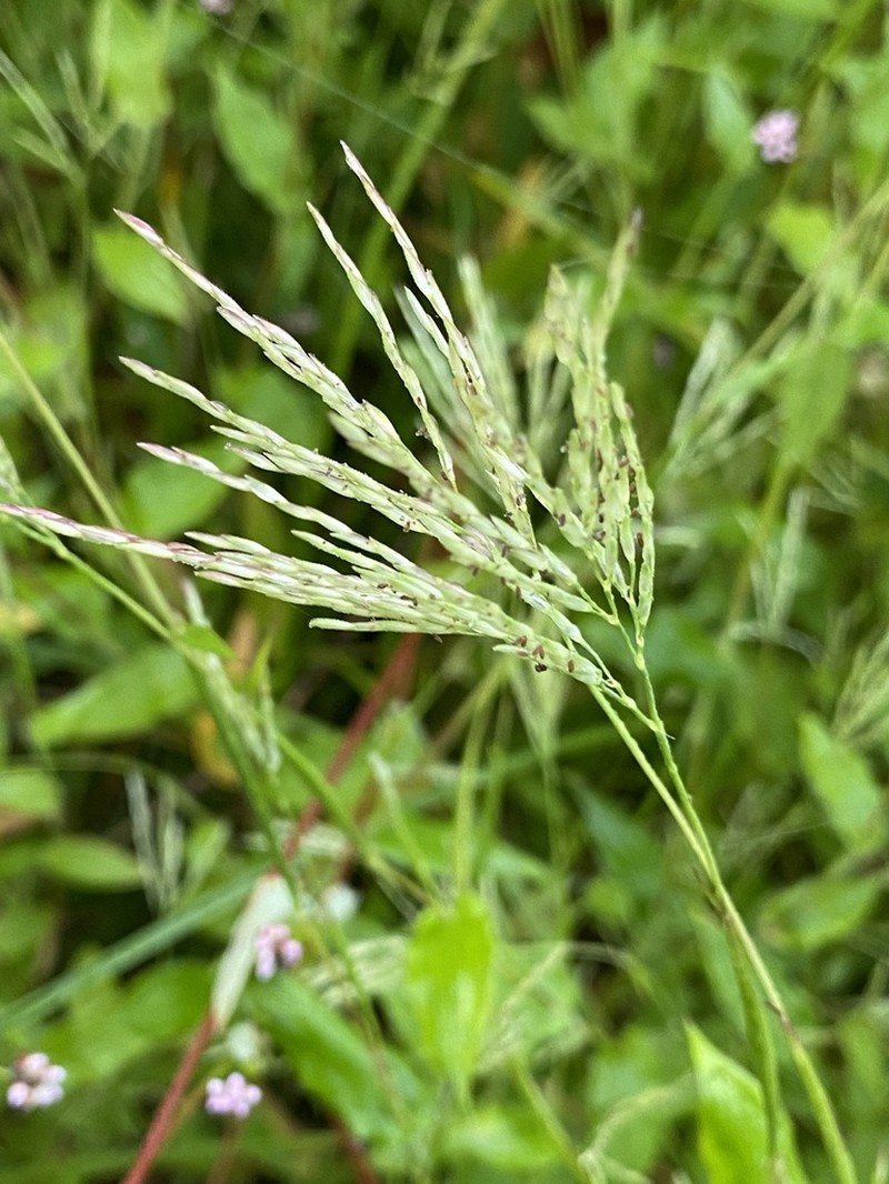 Small Carpetgrass photo 7