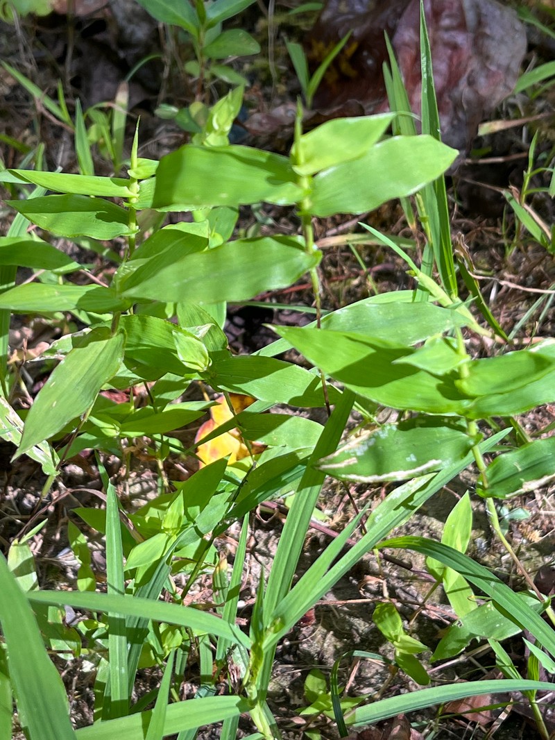 Arthraxon hispidus var. hispidus