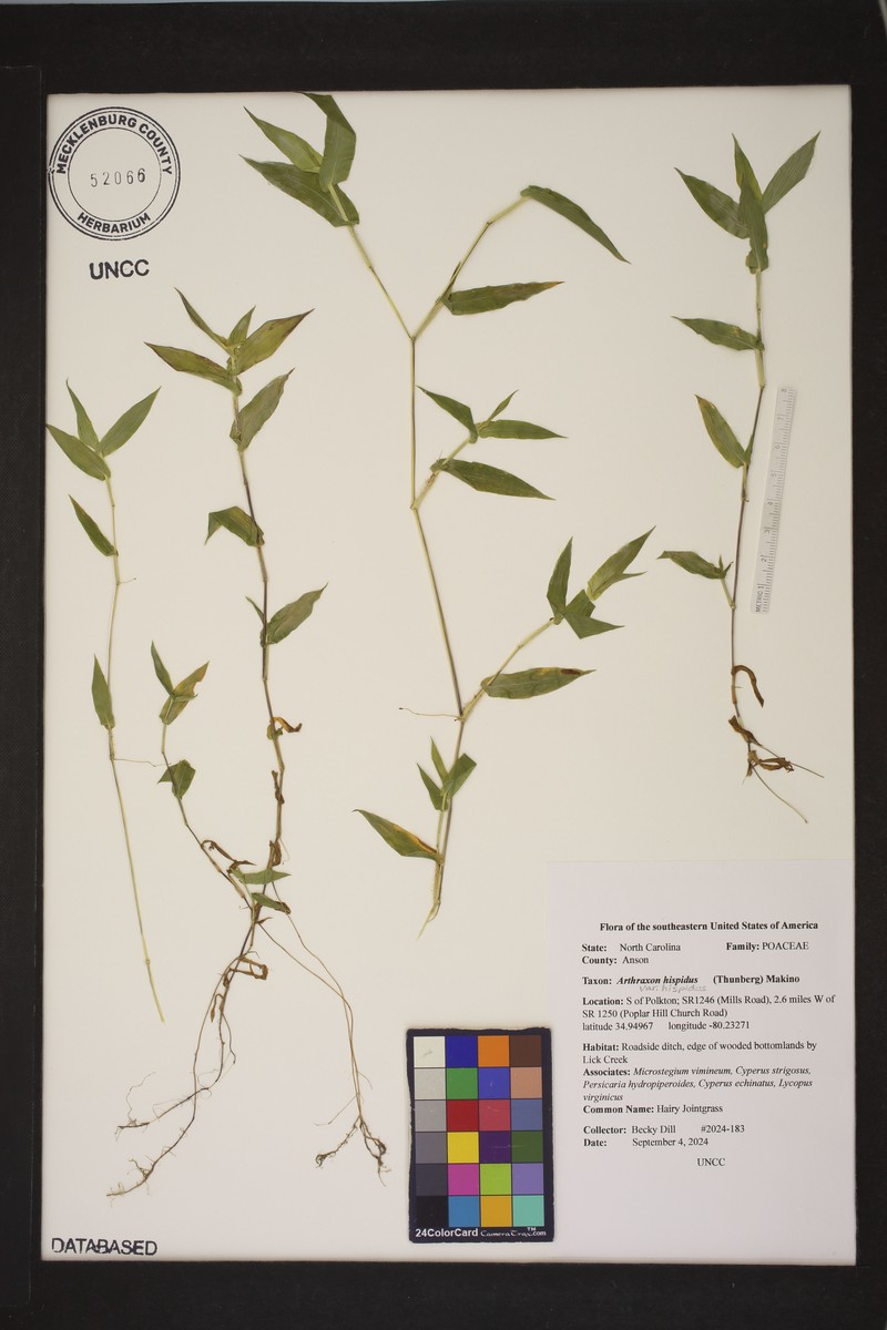 Arthraxon hispidus var. hispidus photo 2