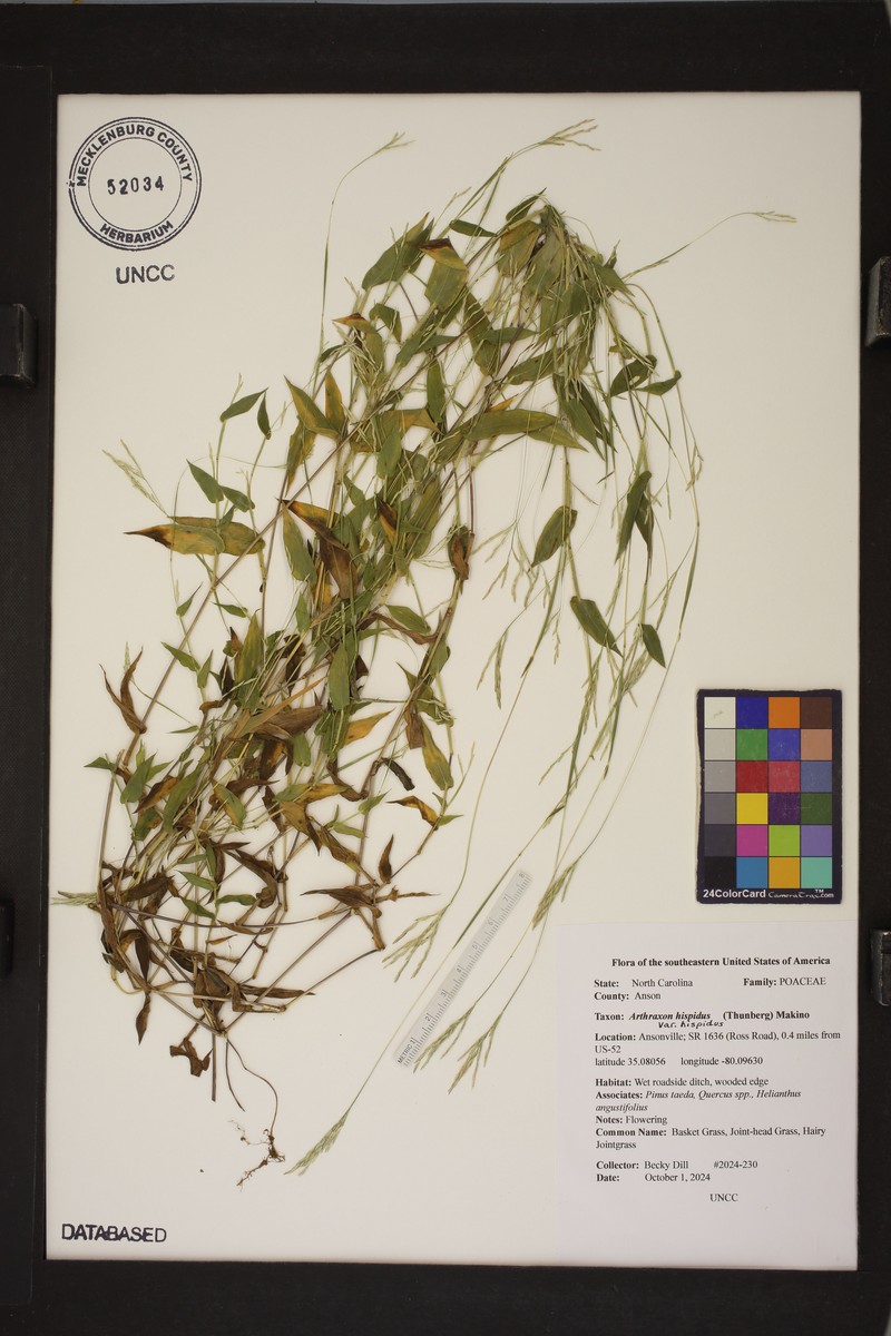 Arthraxon hispidus var. hispidus photo 3