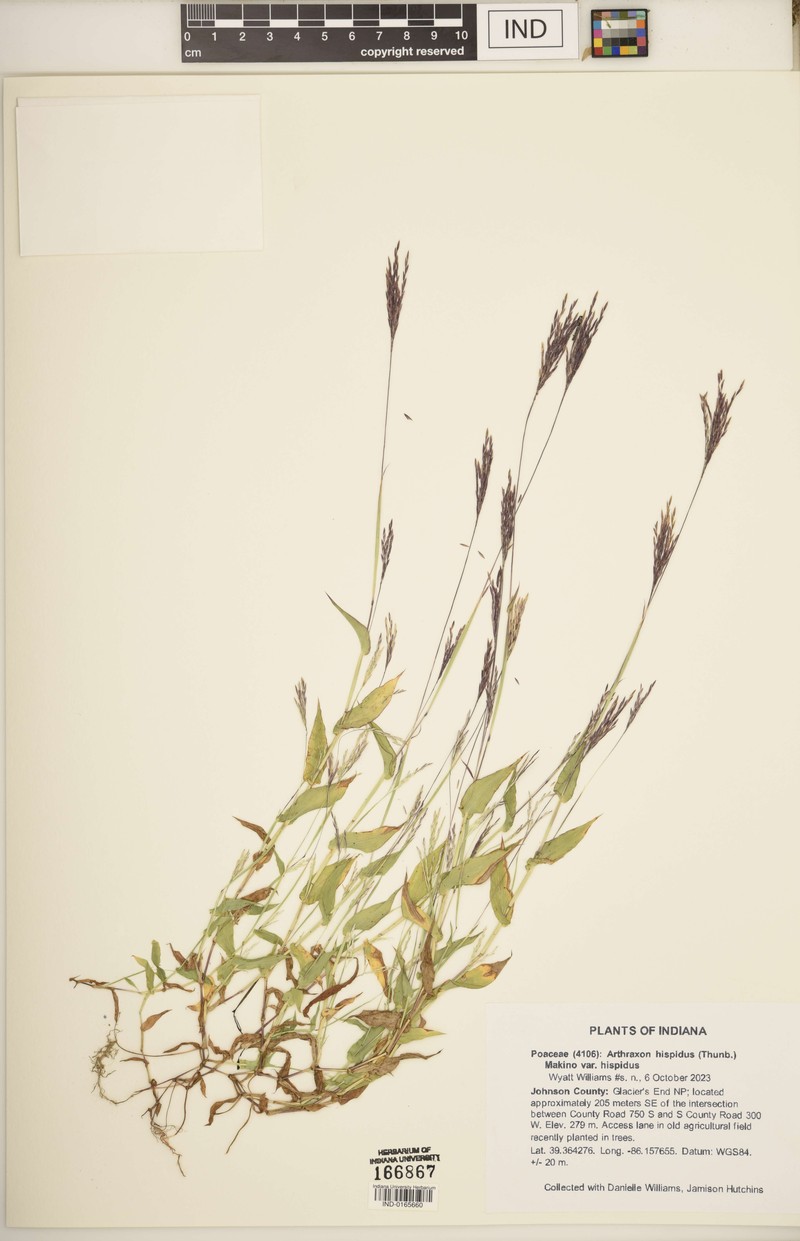 Arthraxon hispidus var. hispidus photo 4