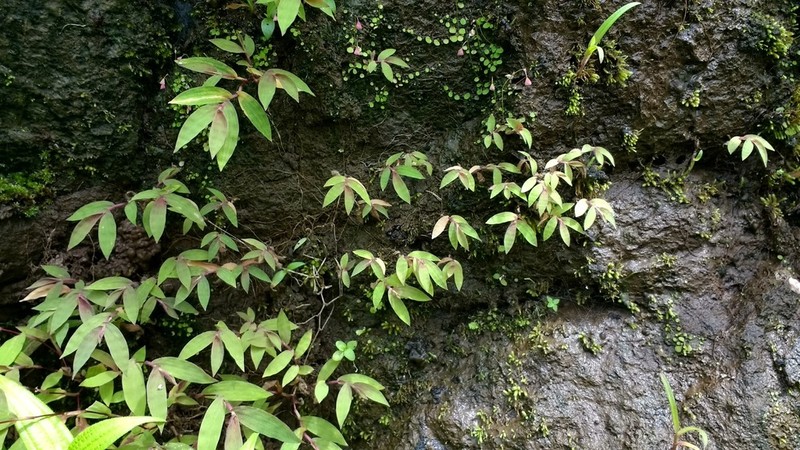Arthraxon jubatus photo 2