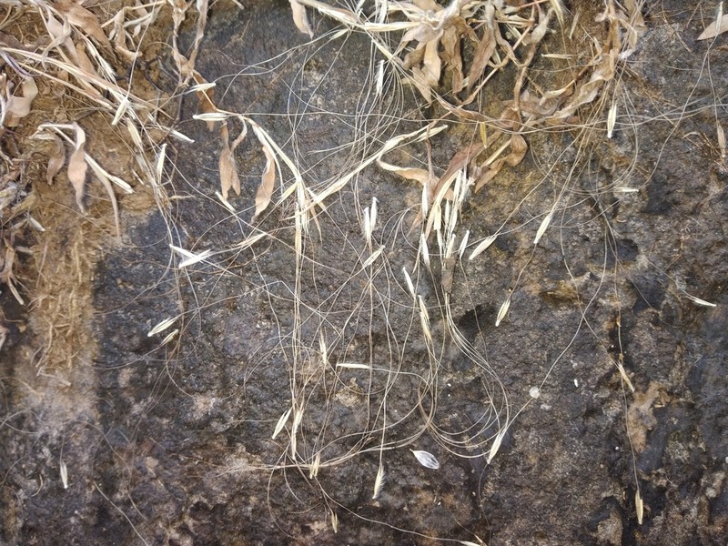 Arthraxon jubatus photo 3