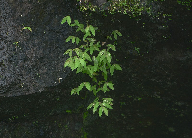 Arthraxon jubatus photo 4