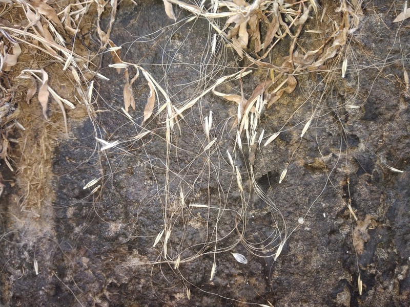 Arthraxon jubatus photo 5