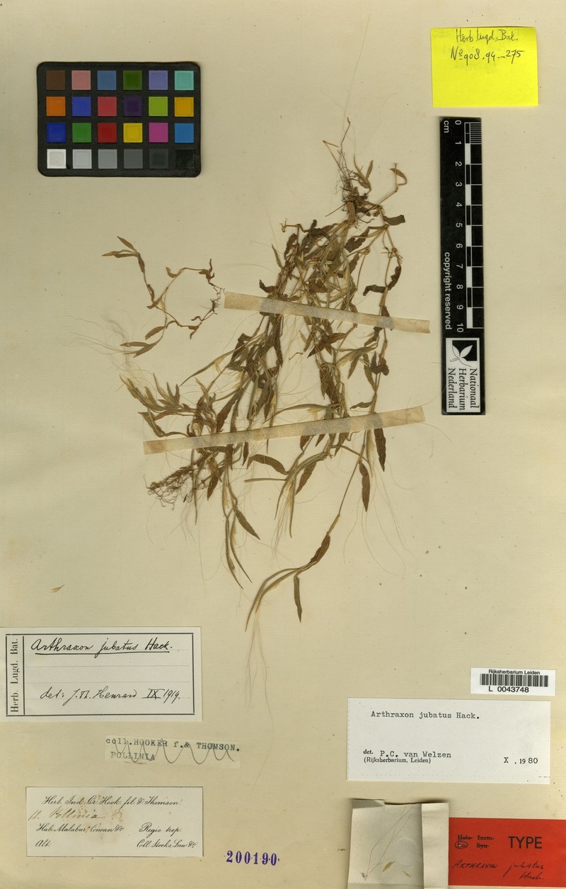 Arthraxon jubatus photo 7