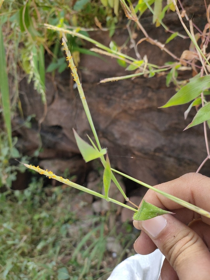 Arthraxon lanceolatus photo 4