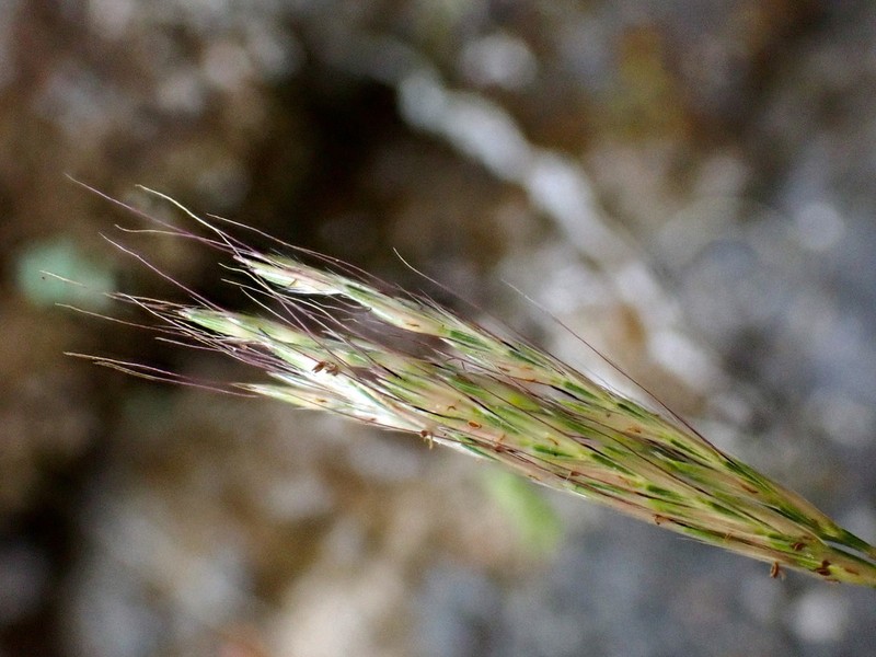 Arthraxon lancifolius