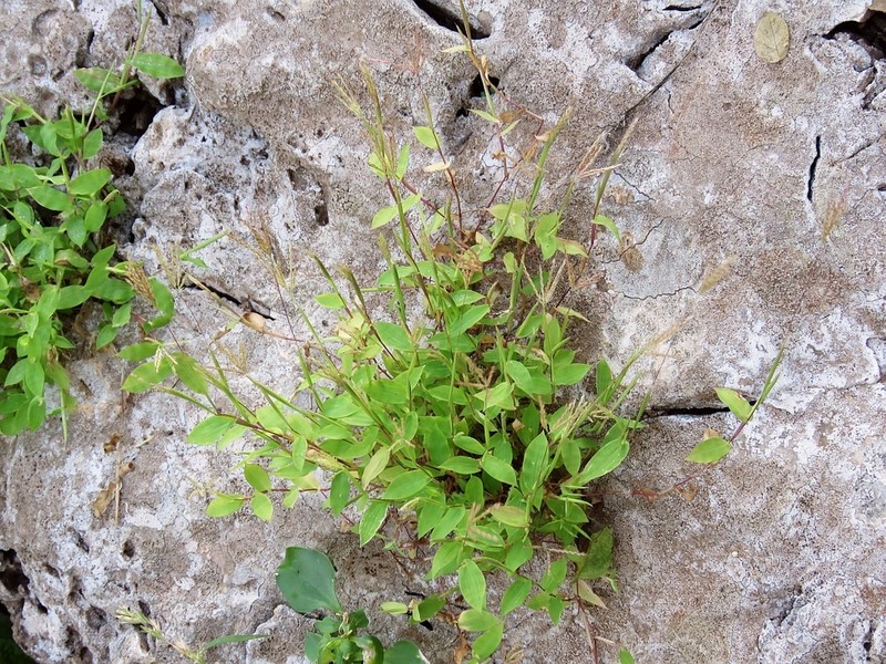 Arthraxon lancifolius photo 2
