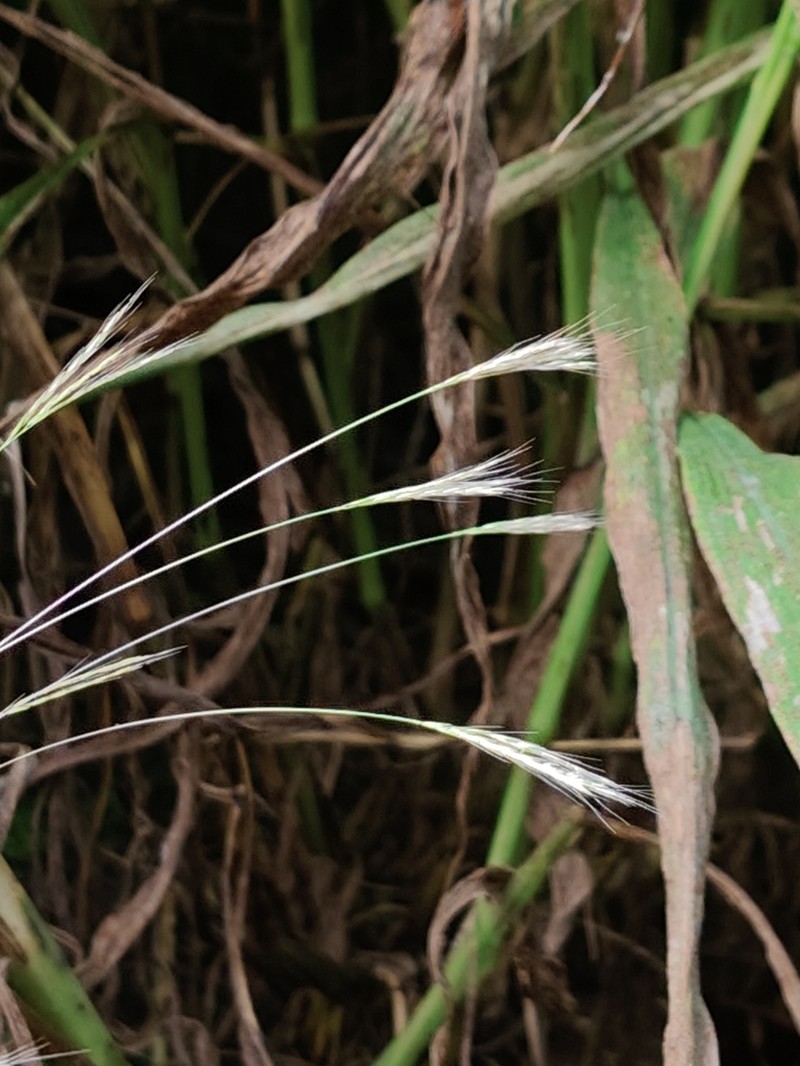 Arthraxon lancifolius photo 4