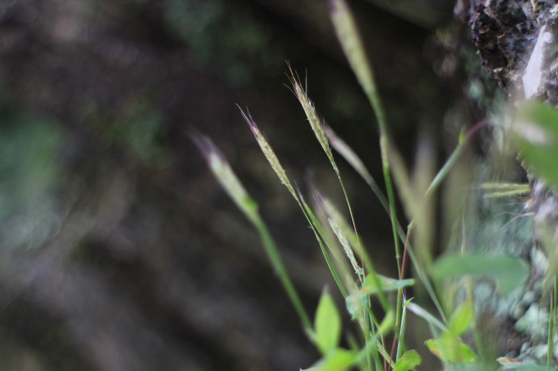 Arthraxon lancifolius photo 5