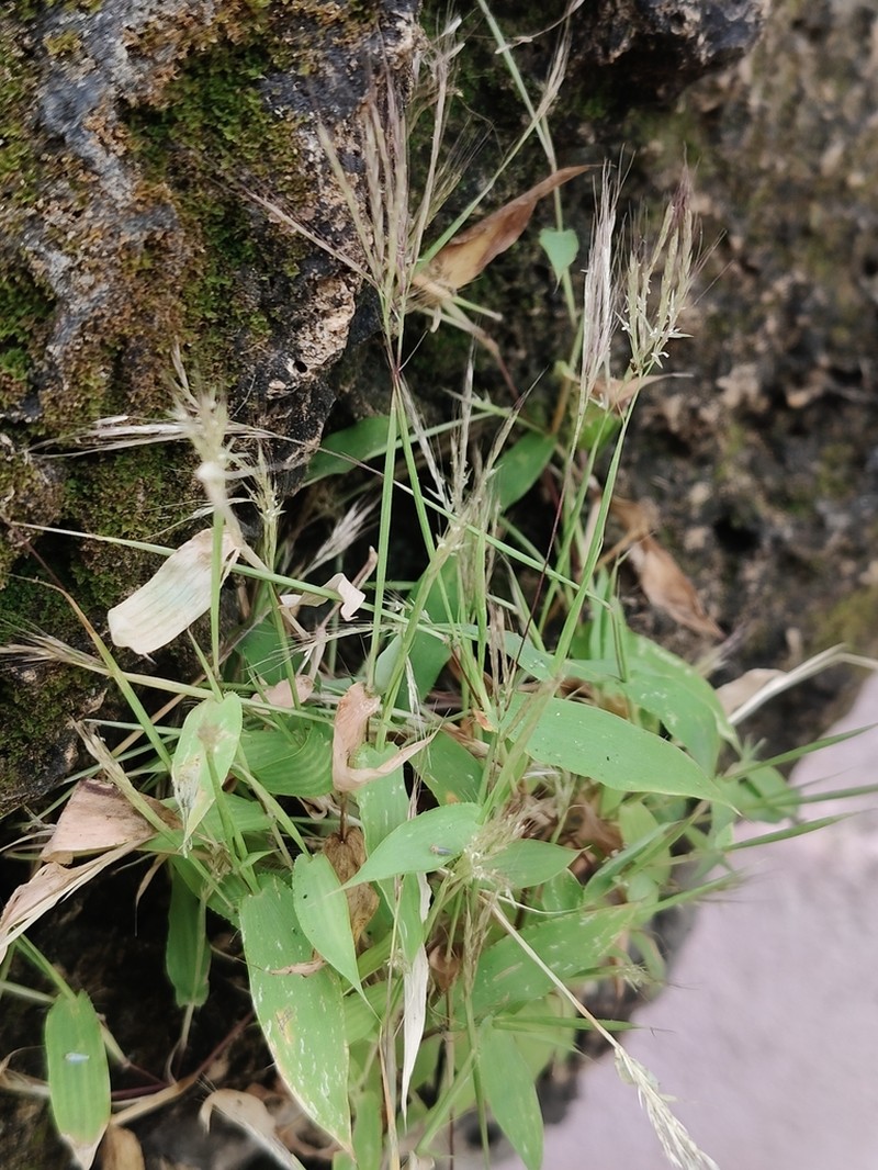 Arthraxon lancifolius photo 6