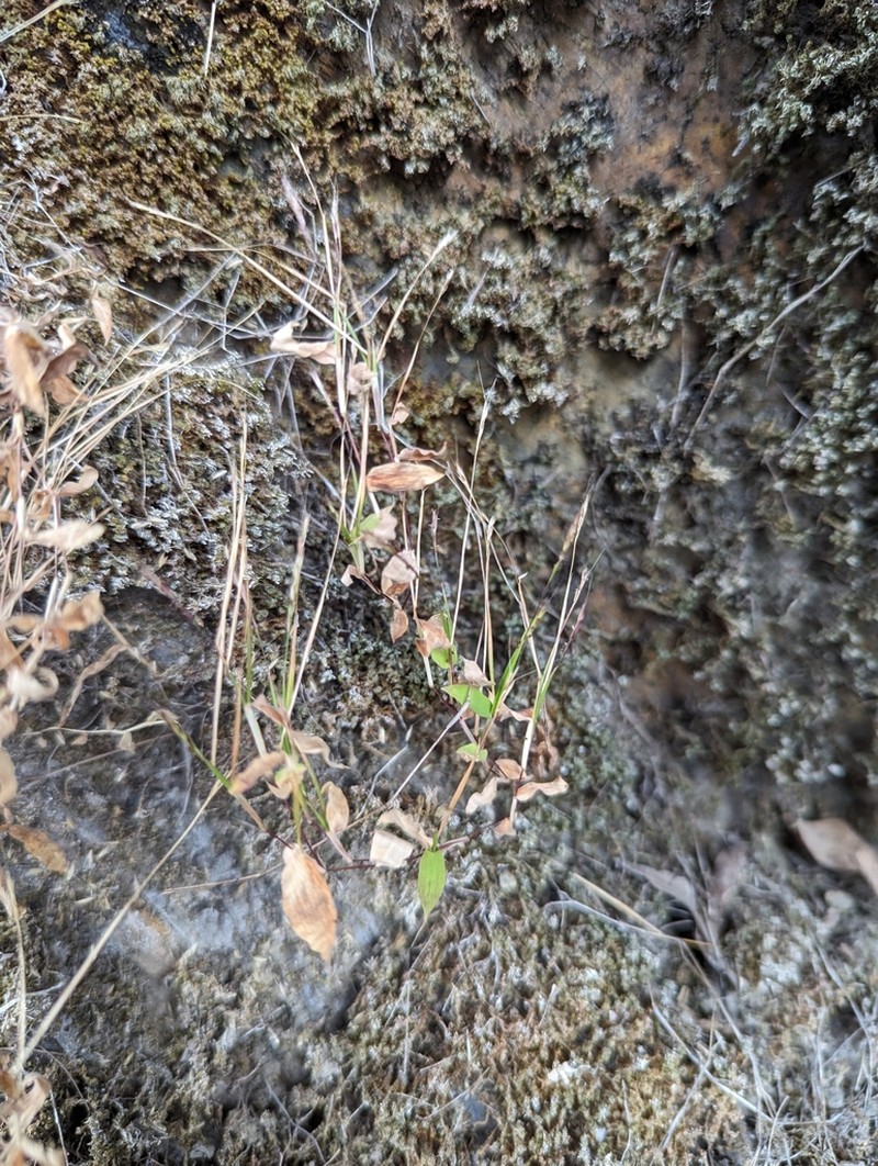 Arthraxon lancifolius photo 8