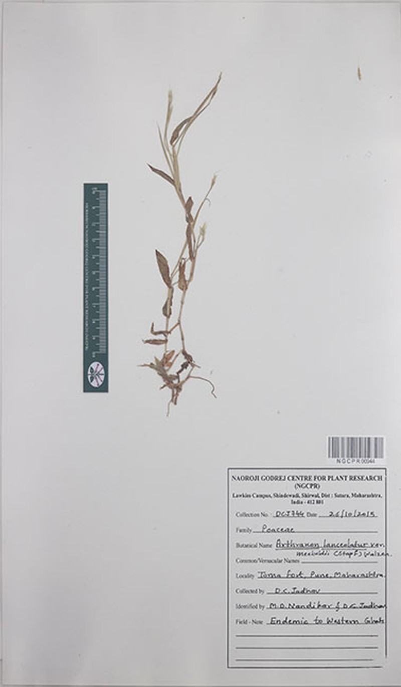 Arthraxon meeboldii