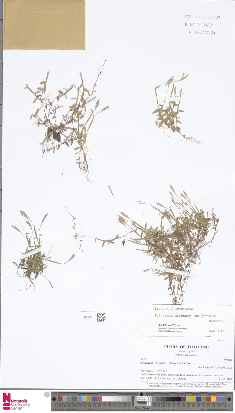 Arthraxon microphyllus