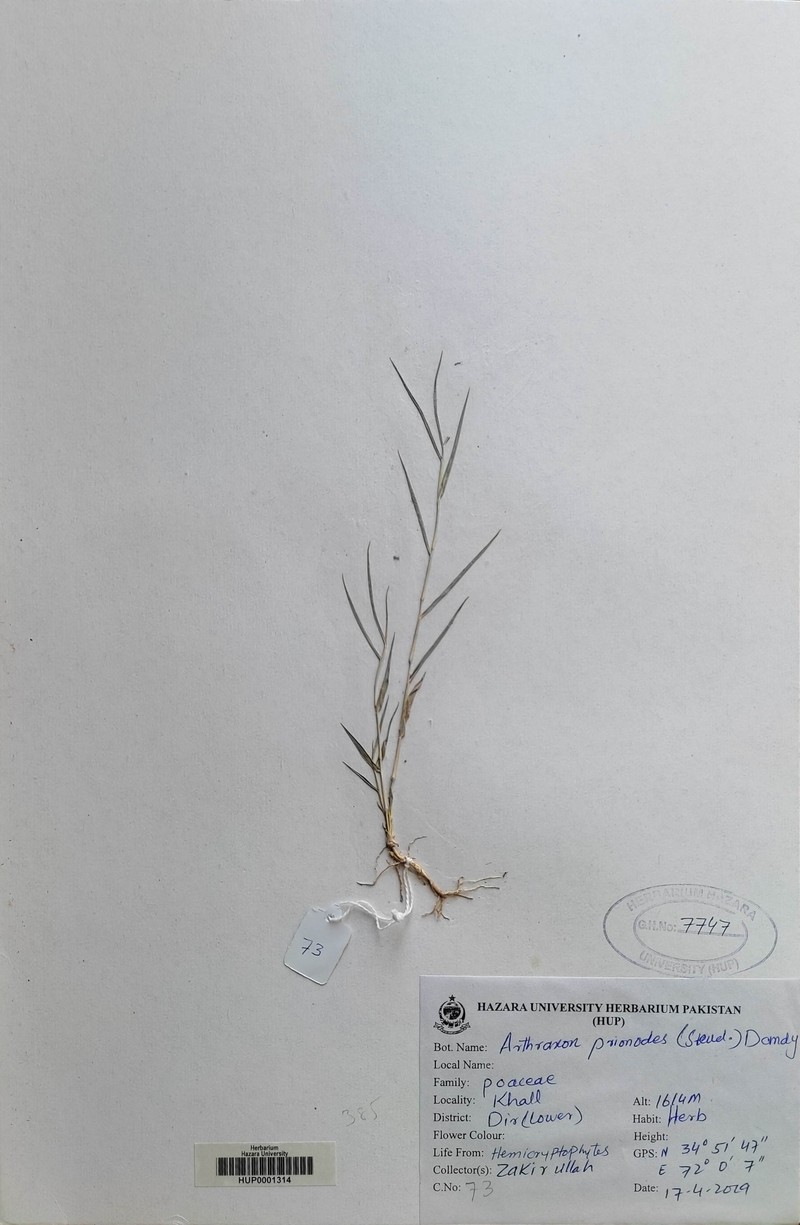 Arthraxon prionodes photo 2