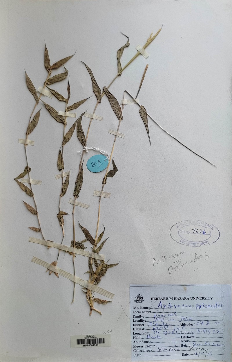 Arthraxon prionodes photo 3