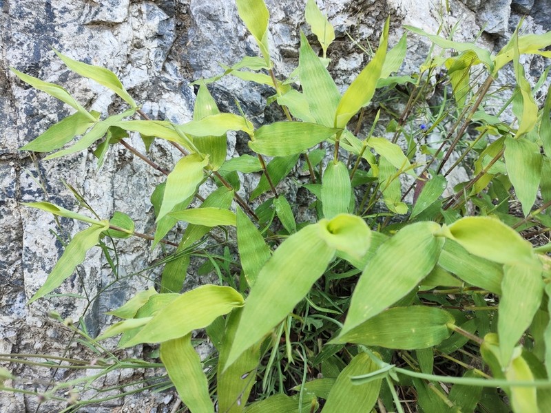 Arthraxon prionodes