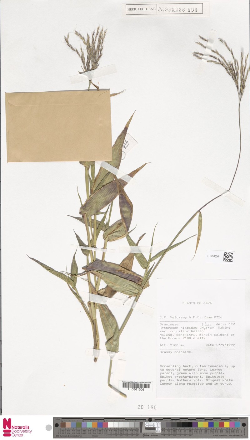 Arthraxon typicus