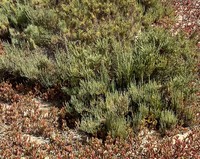 Arthrocaulon franzii