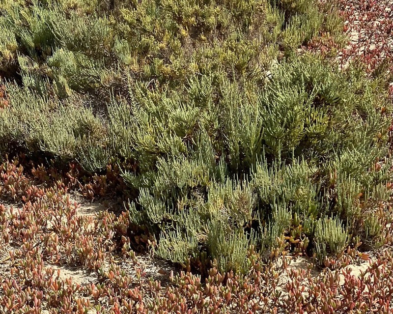 Arthrocaulon franzii