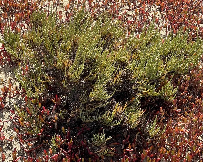 Arthrocaulon franzii photo 2