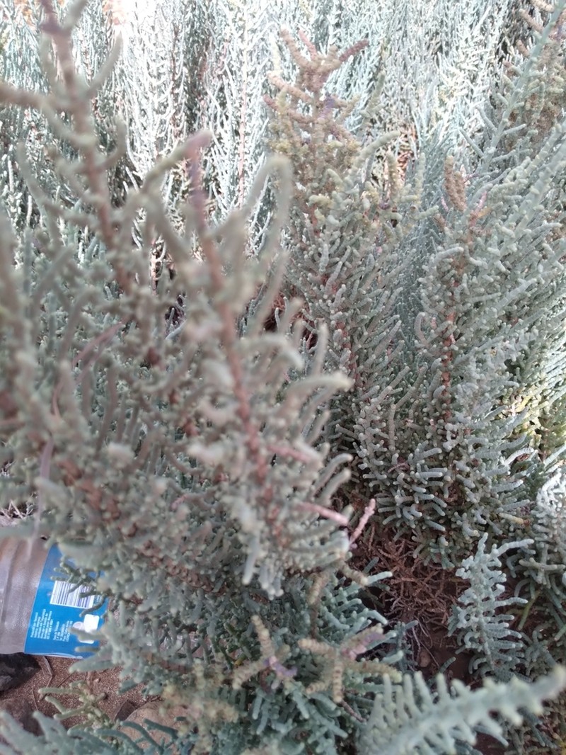 Arthrocaulon franzii photo 5
