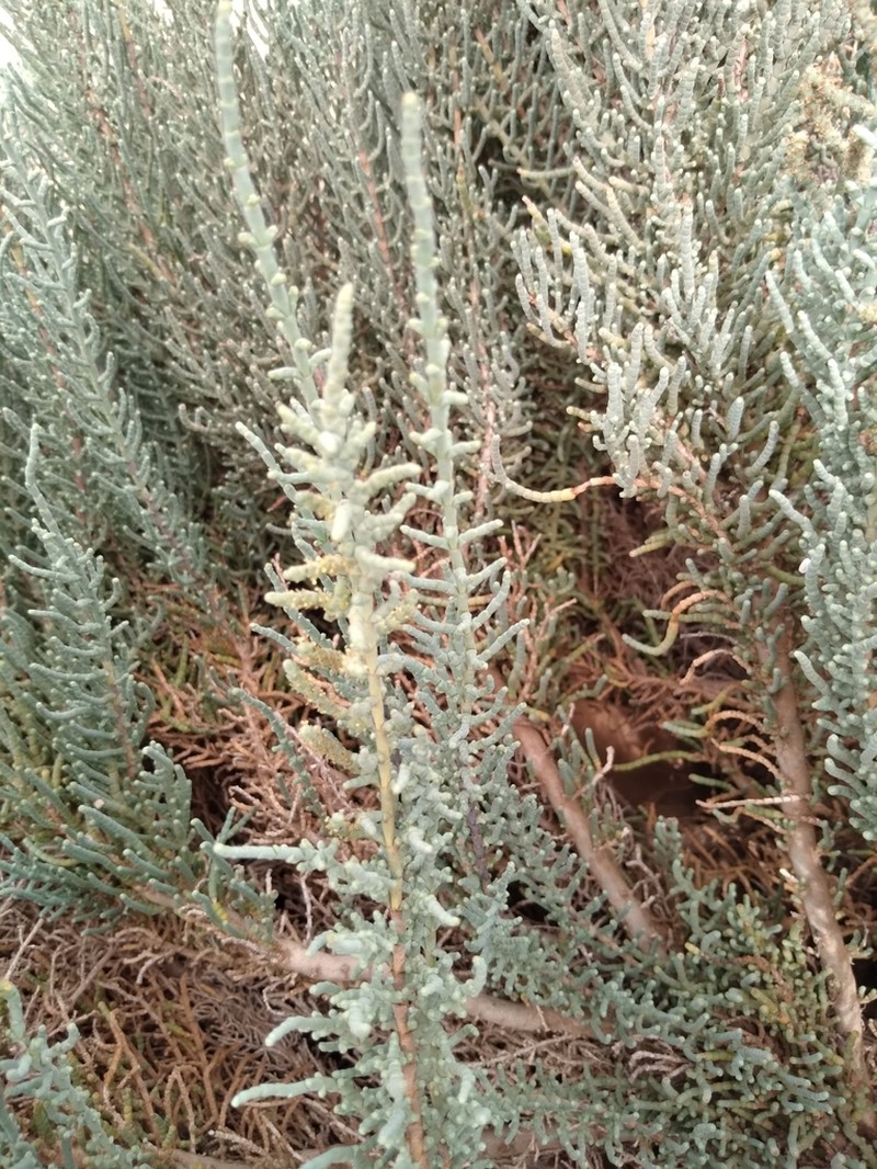Arthrocaulon franzii photo 6