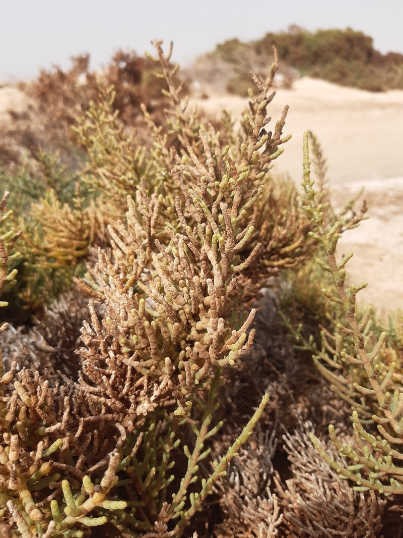 Arthrocaulon franzii photo 8