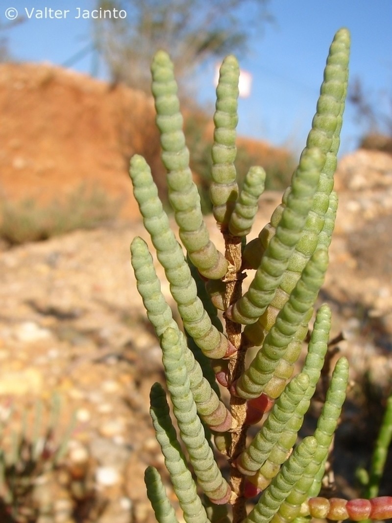 Arthrocaulon macrostachyum