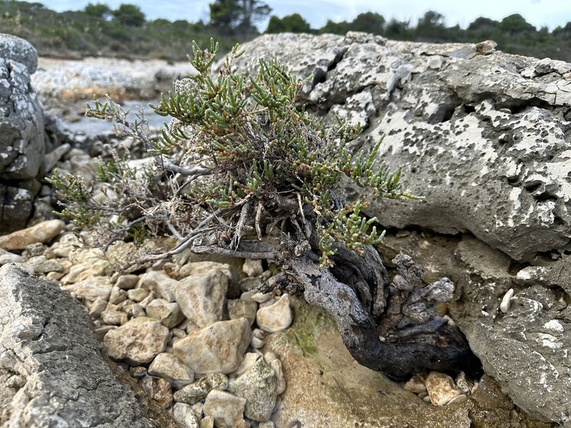 Arthrocaulon macrostachyum photo 2
