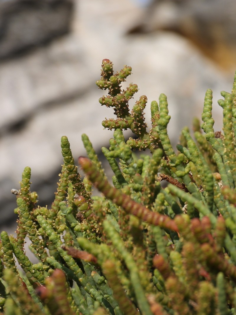 Arthrocaulon macrostachyum photo 3