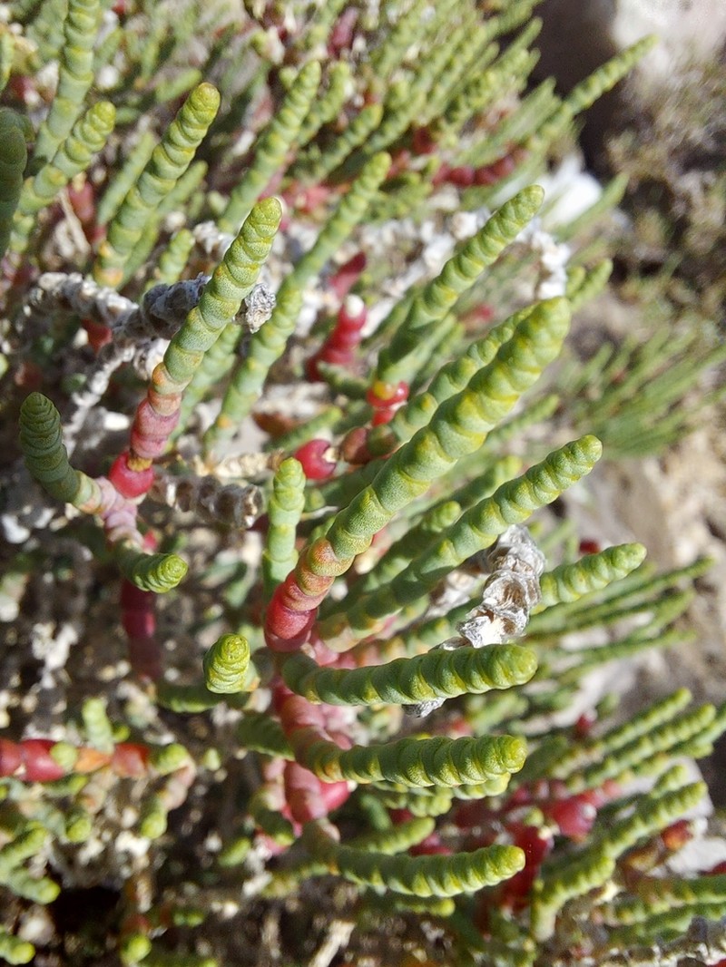 Arthrocaulon macrostachyum photo 5