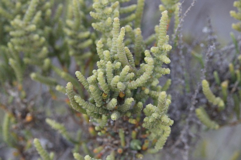 Arthrocaulon macrostachyum photo 8