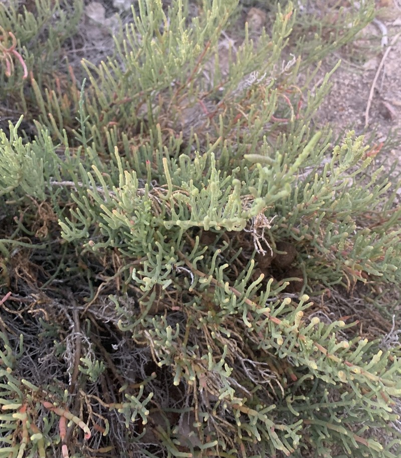 Parish's Glasswort photo 3