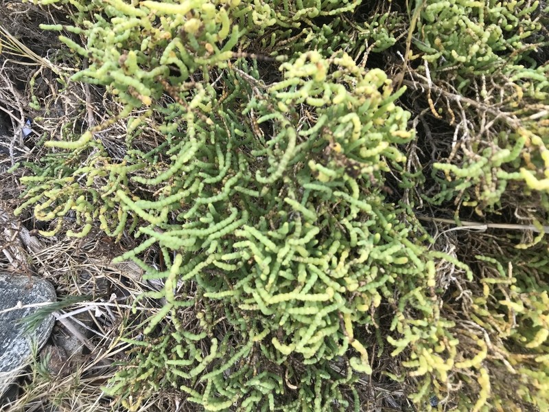 Parish's Glasswort photo 4