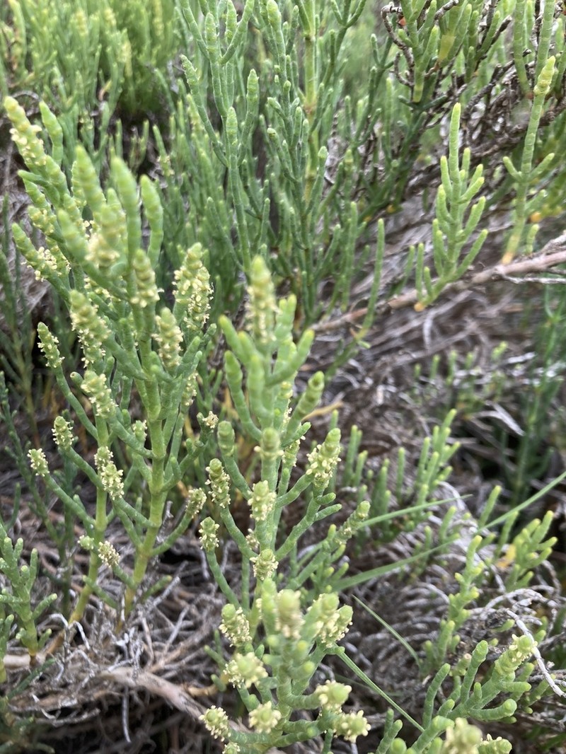 Parish's Glasswort photo 5