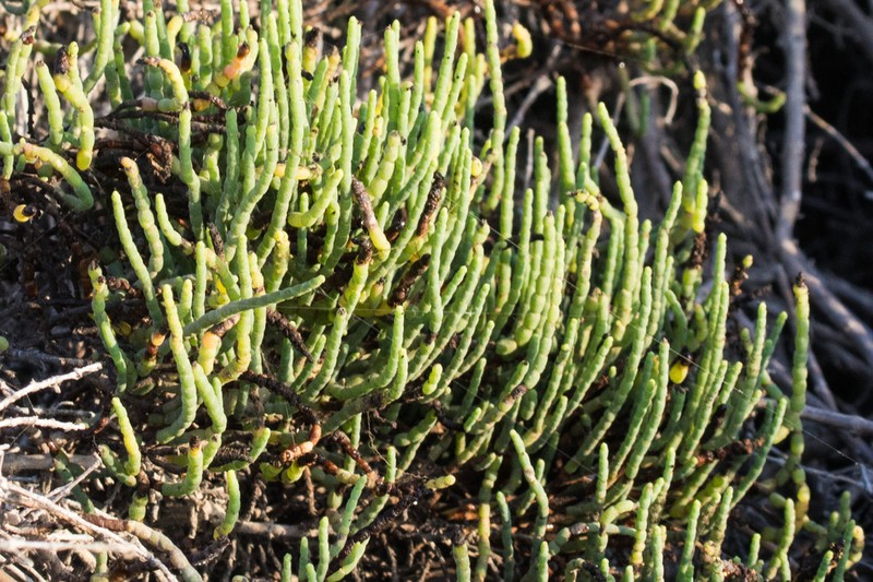 Parish's Glasswort photo 6