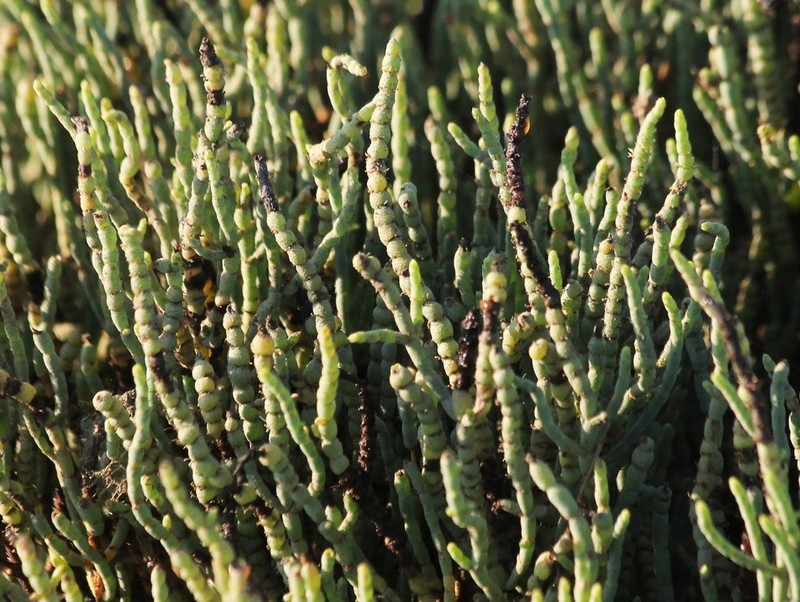 Parish's Glasswort photo 7
