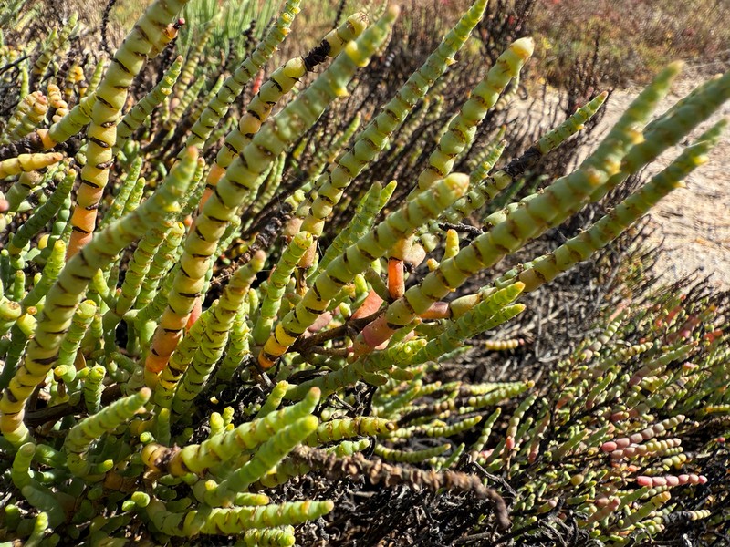 Parish's Glasswort photo 8