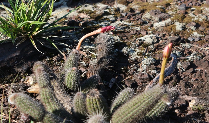 Arthrocereus glaziovii photo 2